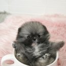 스타일독앤캣 강아지고양이 경기광주점 이미지