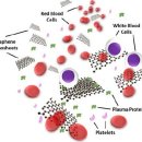 구글번역) 혈액 단백질 및 세포와의 상호작용을 통한 그래핀 나노물질의 혈액독성 이해 이미지