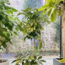 예쁜나무약국 이미지