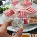 본참치가
