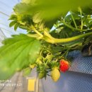 정은농장 이미지