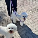 B&B(바비브라운 비숑프리제) | 울산 바비브라운 비숑프리제 후기