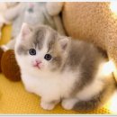 강남고양이분양 호야캣 이미지