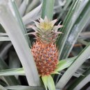 상록수농장 이미지