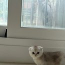 프리펫강아지분양고양이분양천안 | 천안고양이 강아지 닮은 먼치킨킬트 분양 후기