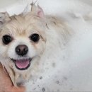 봄날의댕댕이 이미지