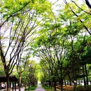 시청앞 가로수길 이미지
