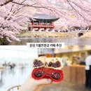 장성-26 | 전남 장성 가볼만한곳 장성 카페 벚꽃 명소 여행지 추천 백양사