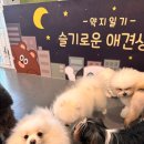 약지애견카페 이미지