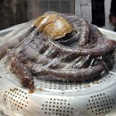 용인왕순대국