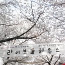 울산방 4월 6일 급번개..^^ 꽃구경..언양 작천정 차량 & 볼거리 이미지