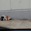 금냥이 이미지