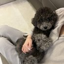 디딤동물병원 이미지