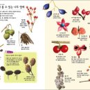 [신간안내] 봄여름가을겨울 식물도감 이미지