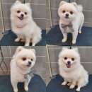 독한마캣 이미지