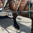 형제지프 | 🇮🇩엄빠 환갑 기념 가좍여행 in발리 5 (아카사카페, 바투르산 지프 일몰 투어)