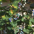 개머루 열매 이미지