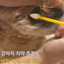 윤우유통 | 강아지 치약 추천 버박 치약 닭고기맛 성분 유통기한 가격 사용 후기