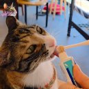 펫블리강아지&미라클고양이 | 버박치약 기호성 좋은 고양이치약 강아지 양치 쉽게 끝내기