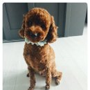 삐삐 펫살롱 네이버블로그