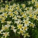 옹기골근린공원 이미지