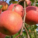 늘봄농장 이미지