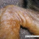 의정부 24시 IU 동물병원 이미지