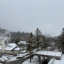 화정목장 | 용평리조트 패키지 겨울여행 🏂 3일차 대관령 양떼목장 겨울이 진리🐑🌲