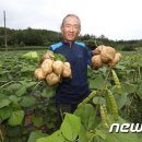 다이어트는 식이섬유 풍부하고 칼로리 낮은 '히카마'로... 이미지