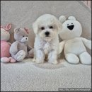 내가품은Dog