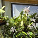 Cattleya Angela /안젤라 이미지