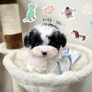 토이파티 이미지