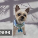 요요펫살롱 이미지