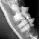 미소동물치과병원 이미지