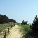 몽산포파인 이미지