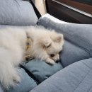 쪼꼬네유치원2 이미지