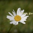 야킨