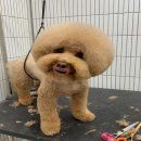 몽모드펫 이미지