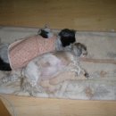 개팔자 상팔자 이미지