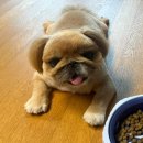 핫!Dog 이미지