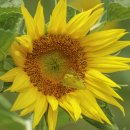 참새농장 이미지