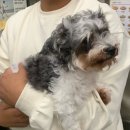 해피오브트리밍 | 양주 옥정동 애견미용, 애견호텔, 애견유치원 추천, 해피오브트리밍