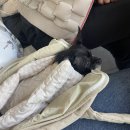 잠실준25시동물병원 이미지