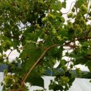 홉 호프 이미지