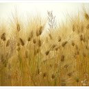 감자서리 이미지