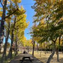 태화강 철새공원 | 울산 태화강국가정원 은행나무정원 | 11월 가을 산책 후기 &amp; 실제 풍경 기록