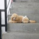 애견미용 이미지