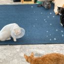 냥카페,루브 이미지