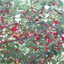 시골 농장 이미지