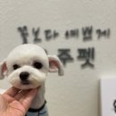 유주펫 이미지